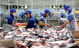 Đồng bằng sông Cửu Long: Tín hiệu vui cho ngành cá tra