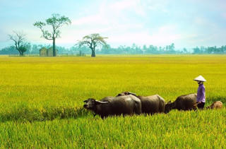 Những người yêu quê mình