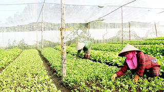 Chuyển dịch hướng tới nền nông nghiệp hữu cơ
