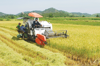 Hơn 3 triệu USD cho các sáng kiến sản xuất lúa thân thiện với môi trường