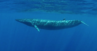 Một quần thể cá voi xanh chưa từng được biết xuất hiện ở Ấn Độ Dương