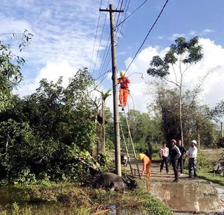 Rò điện lưới, trâu bị giật chết