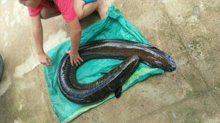 Một thanh niên câu được con cá chình nặng 14kg