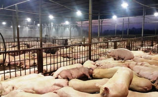 Giải pháp chấm dứt tình trạng tiêm thuốc an thần vào lợn