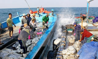 Nỗ lực gỡ bỏ thẻ vàng cho hải sản
