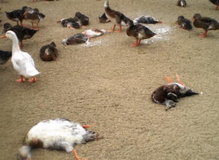 Hoang mang vì hàng trăm con vịt chết không rõ nguyên nhân