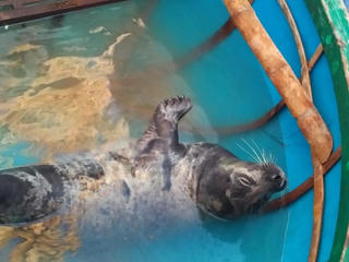 Cần giải cứu con hải cẩu đang bị nuôi nhốt tại nhà