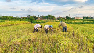 Mùa lúa chín trên quê hương năm tấn