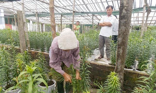 Quảng Nam: Hàng nghìn cây hoa lily thối ngọn