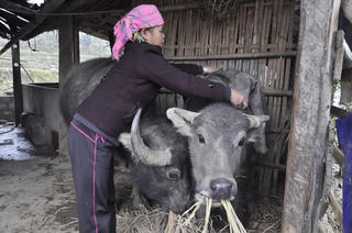 Chống rét cho đàn gia súc trong mùa đông