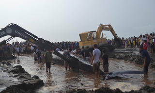 2 máy xúc 'khủng' cứu cá voi dạt bờ biển Nghệ An