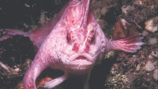 ‘Bắt quả tang’ cá tay hồng ‘đi bộ’ dưới đáy biển