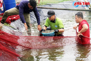 Tín hiệu vui từ con tôm ở Hà Tĩnh