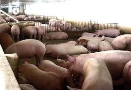 Ngày 6/9: Giá lợn hơi giảm nhẹ ở một số tỉnh miền Nam