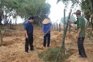 Người dân trồng tre chống sạt lở ven sông Vu Gia - Thu Bồn
