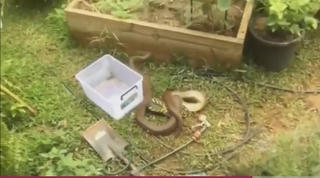 [VIDEO] Trăn Australia 'kịch chiến' với giày thể thao