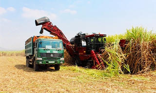 Ngành mía đường 'mạnh tay' cơ giới hóa