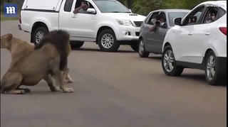 Mở cửa ô tô trước mặt sư tử để chụp ảnh