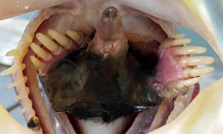 Cá vược miệng rộng chén nguyên con chuột chũi