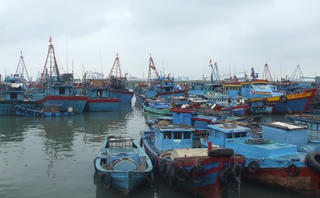 Tàu giã cào tận diệt hải sản