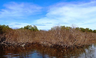 Đau đớn khi rừng ngập mặn chết khô