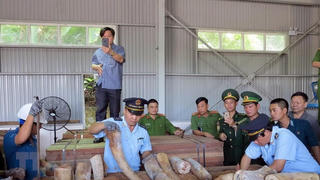 Mở rộng điều tra vụ án vận chuyển trái phép ngà voi vào Việt Nam