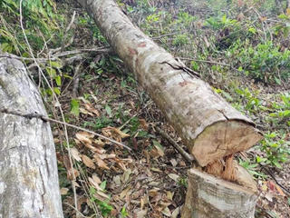 Khởi tố vụ hủy hoại rừng xảy ra ở Kon Tum