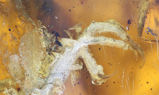 Chim non thời khủng long có thể săn mồi khi vừa ra khỏi trứng