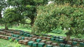 Hưng Yên: Sản lượng mật ong hoa nhãn đạt khoảng 100 tấn/năm