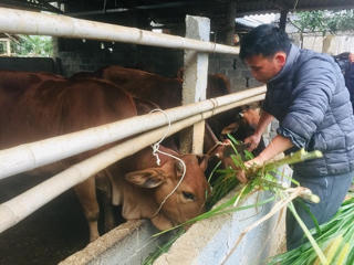 Chống rét cho đàn gia súc