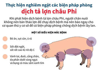Thực hiện nghiêm ngặt các biện pháp phòng dịch tả lợn châu Phi