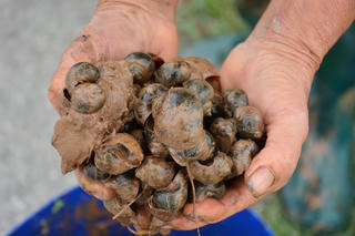 [ẢNH] Nam Định: Nông dân dầm bùn diệt ‘giặc’ ốc bươu vàng