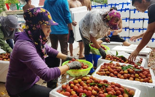 Kết nối cung - cầu, khâu yếu nhất trong chuỗi liên kết nông sản