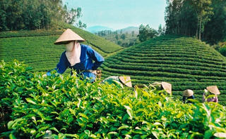 'Cởi trói' cho nông nghiệp