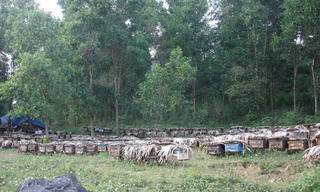 'Vàng ròng' của Cao nguyên đá