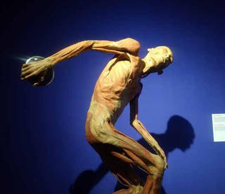 Đề nghị báo cáo về triển lãm cơ thể người