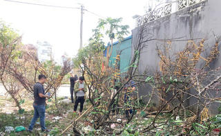 Người trồng đào vùng cao lo mất Tết