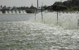 Phát triển thủy sản ở Cà Mau