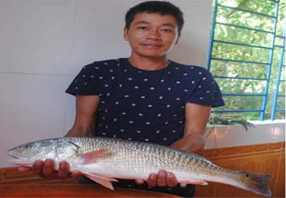 Câu được cá sủ vàng trị giá hàng trăm triệu đồng