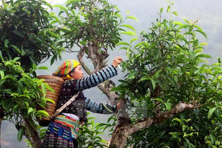 Lên Yên Bái ngắm chè Shan tuyết