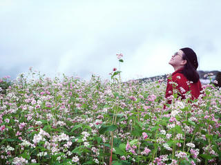 Đến Sun World Fansipan Legend, khám phá đồi hoa tam giác mạch rộng 8000 m2