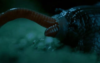 [VIDEO] Ốc sên sở hữu 6.000 răng nuốt trọn con mồi như ăn Spaghetti