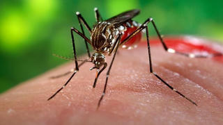 Đồng Nai công bố dịch Zika tại xã Vĩnh Thanh