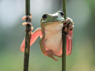 Loài ếch được cho là đã tuyệt chủng phát hiện ở Costa Rica