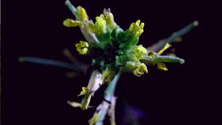 Phát hiện loài hoa tự... chuyển giới