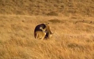 [VIDEO] Sư tử cậy đông tấn công hà mã vẫn thảm bại