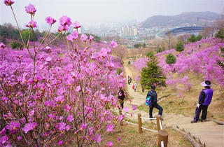 Đẹp như chốn hoa nở trong sương tại Sun World Fansipan Legend