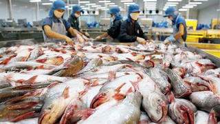 Tìm thị trường cho cá tra