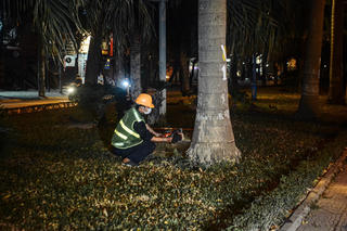 Cận cảnh di dời, chặt hạ cây thi công đường Hoàng Quốc Việt