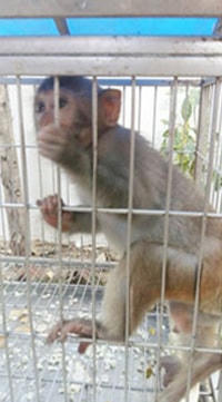 Giải cứu một linh trưởng có tên trong Sách đỏ